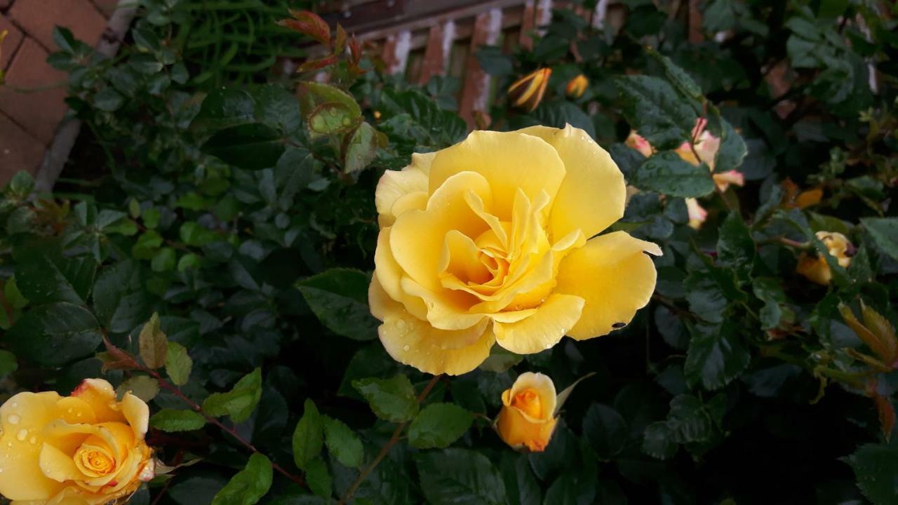 Reiterbauernhof Schoenlehenhof Mank المظهر الخارجي الصورة